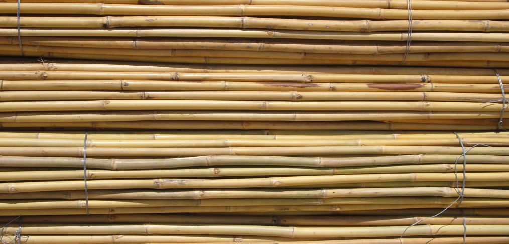 caña bambu