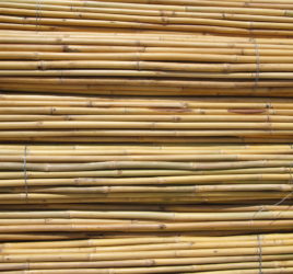 caña bambu