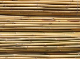 Bambu Tailandes