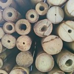 bambu tailandes