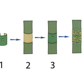 injerto aro o canutillo